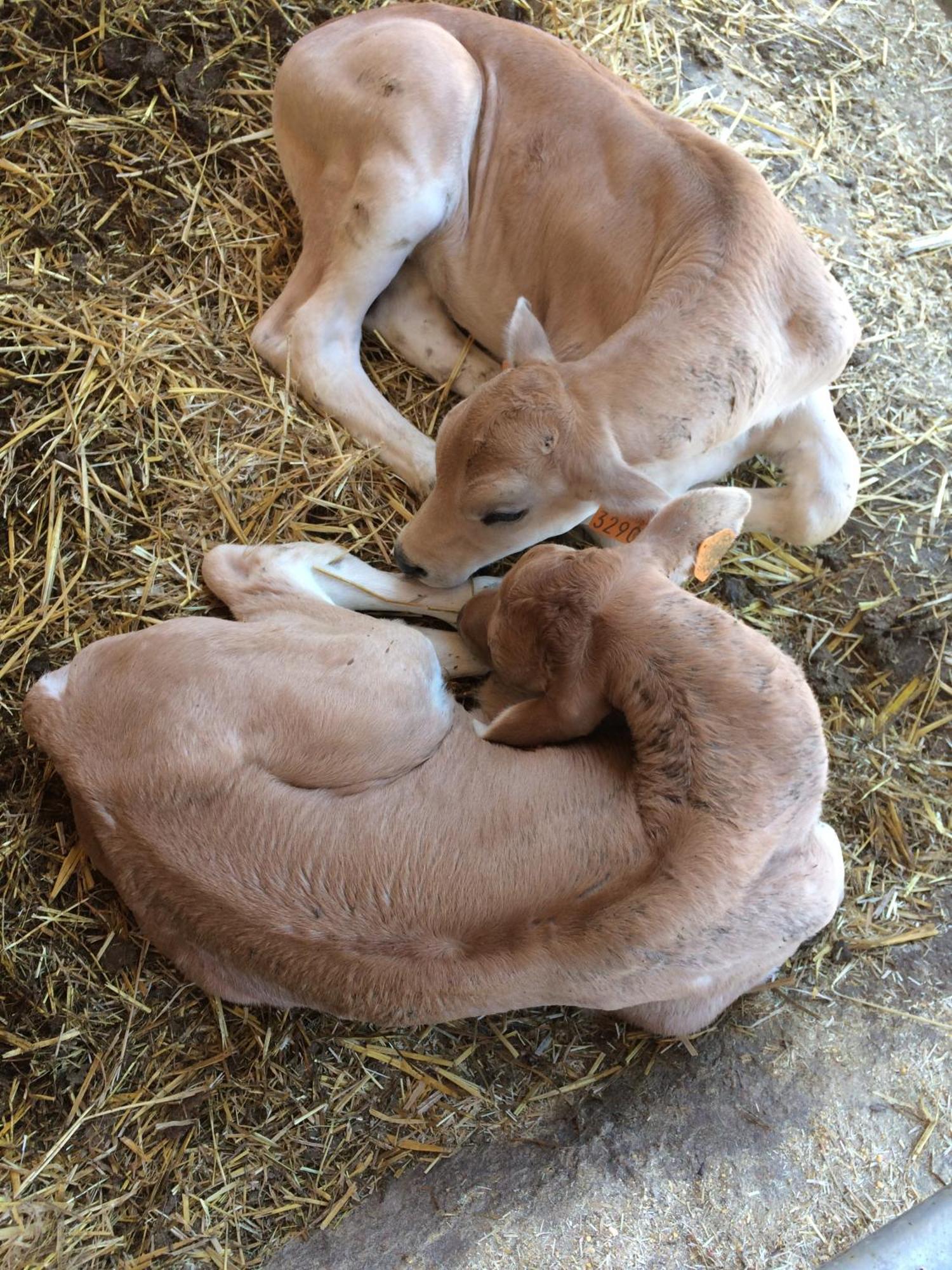 Tenuta La Fratta Sinalunga Bagian luar foto